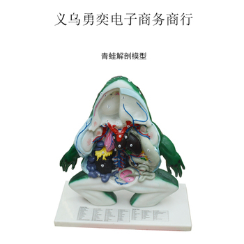 青蛙模型解剖教学仪器 提升生物课堂互动性与教学效果